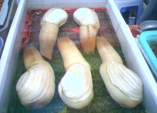 最恶心的海鲜是什么,最腥臭的海鲜是哪种海鲜