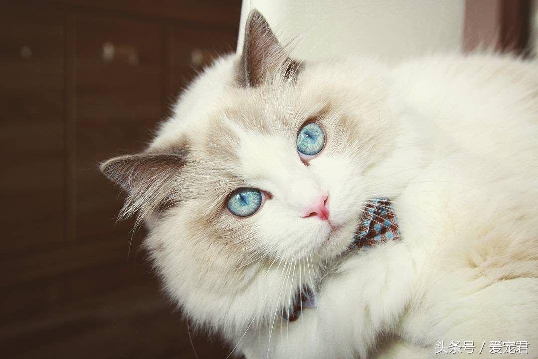 郁闷猫咪,猫咪为什么总爱抓猫抓板