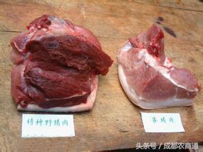 辽宁特种野猪养殖,特种野猪与纯种野猪的养殖前景