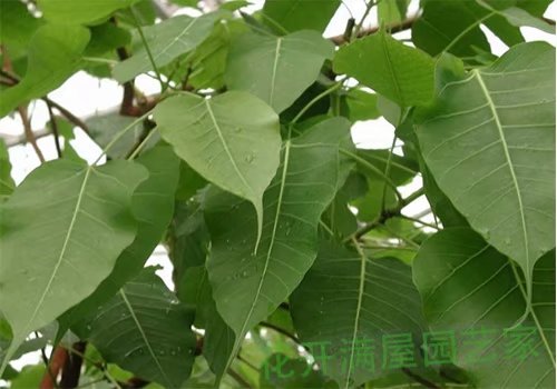 花开满屋园艺家一叶，一菩提，3500年了，只为了