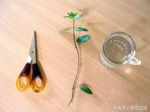 水培薄荷养得特别长怎么办,水培薄荷夏天