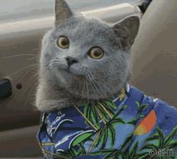 各种各样的很可爱又很好看的猫,各种可爱猫