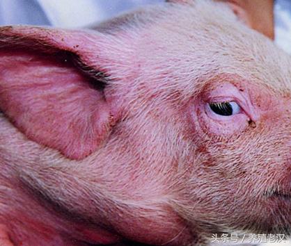 养龟眼肿怎么办,猪眼睛肿怎么快速消肿