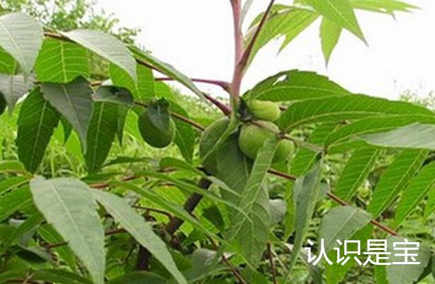您知道盐肤木和五倍子的关系吗？