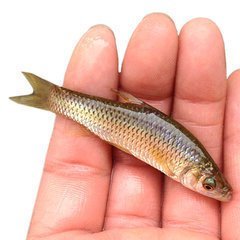 野钓的时候怎么避开小杂鱼,如何避开小杂鱼的钓法