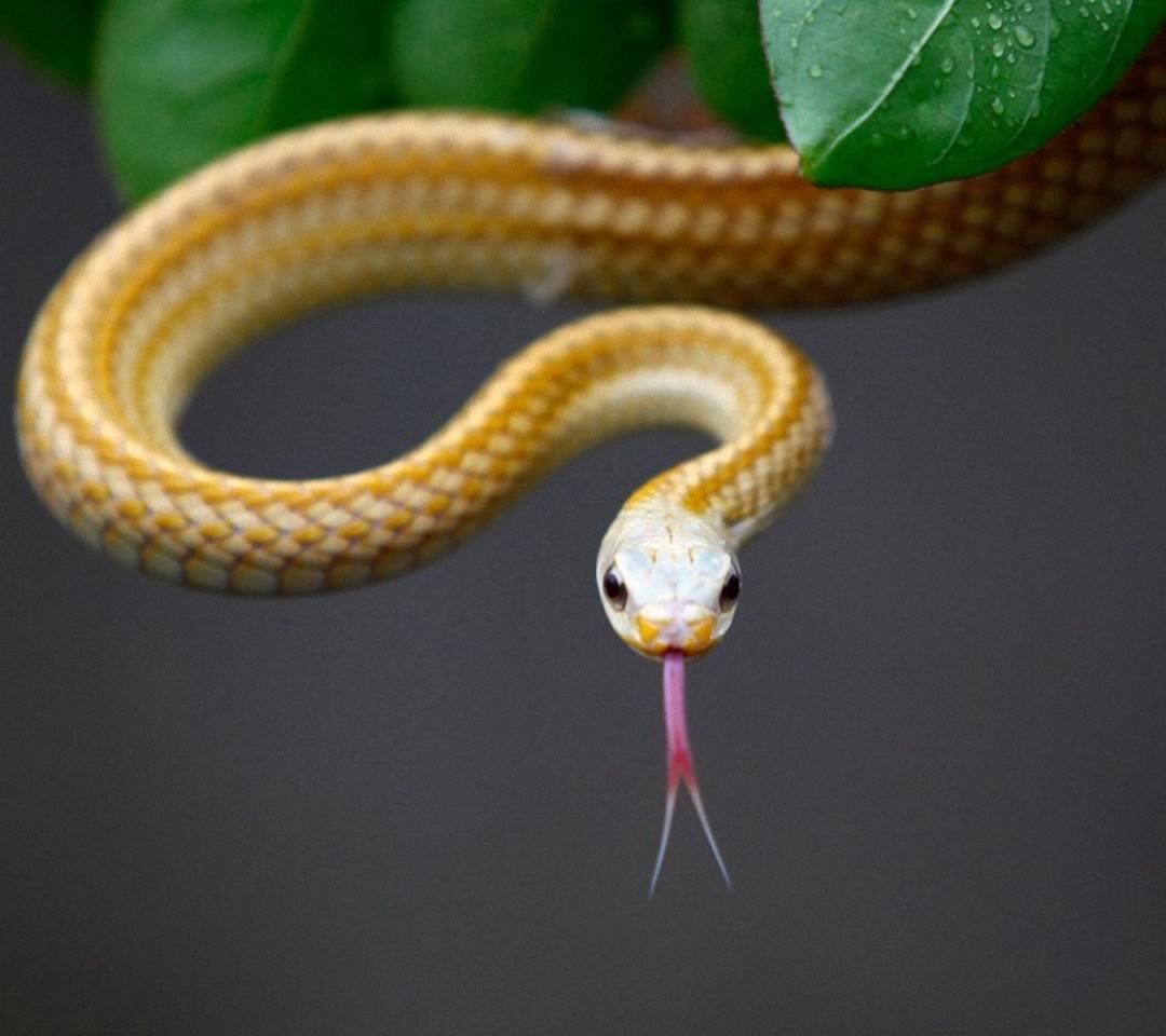 十二生肖五行与属相配对,属相蛇与十二生肖配对排名