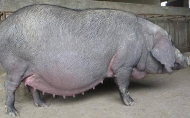 母猪哺乳期怎样不掉膘,哺乳期母猪掉膘快怎么回事