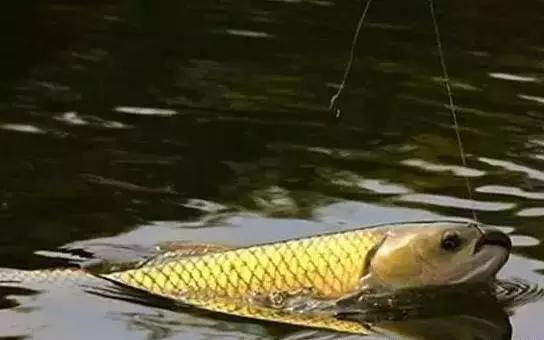 深秋天野钓草鱼最佳方法,春末野钓草鱼的最佳方法
