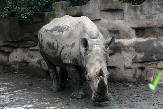成都动物园看各种动物,成都动物园周末打卡景点