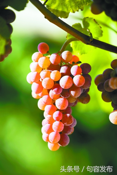 中国句容第十届丁庄葡萄节,中国江苏句容第十届丁庄葡萄节