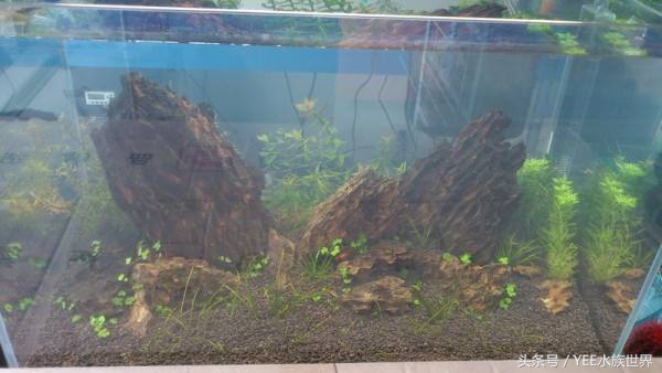 硝化细菌多长时间能让鱼缸变清澈,锦鲤鱼缸水变绿了怎样变清澈