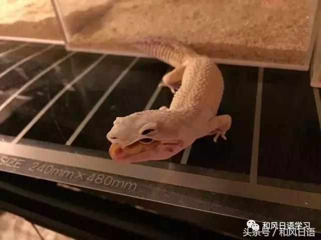 日本可爱小壁虎,日本宠物壁虎