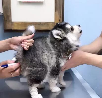 狗狗被臭到后的反应,狗狗被螨虫咬是什么样子的