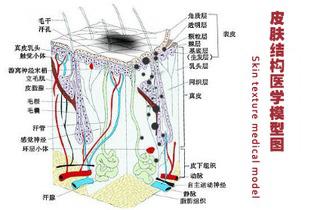 科普什么是顽固性白癜风,科普白癜风是怎么回事