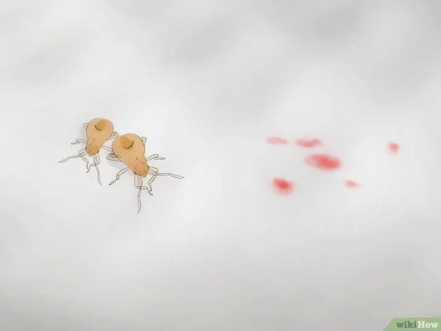 如何清除床虱,广东床虱怎么清除