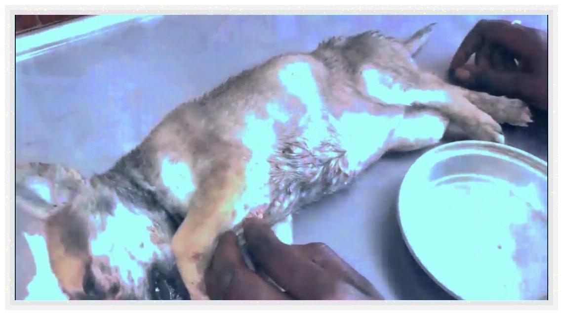 土狗被人虐待,土狗被虐待暴打街头