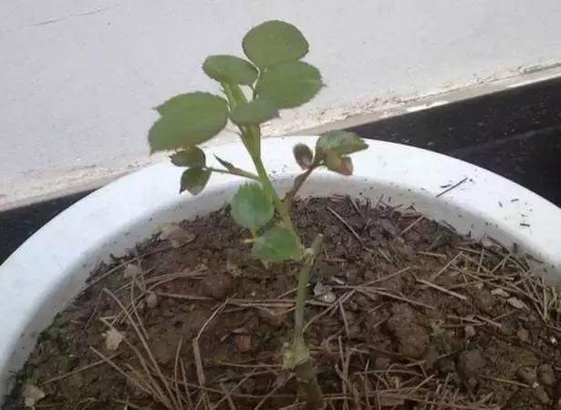 过期药片可以直接放花盆里吗,过期药片养花是肥还是除虫