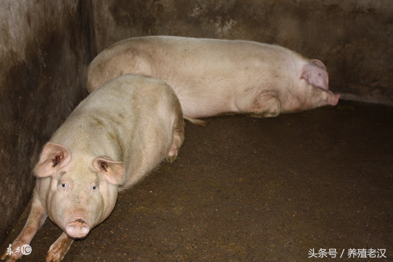 养殖场猪被咬伤,猪被咬伤拿什么擦身上的伤最好