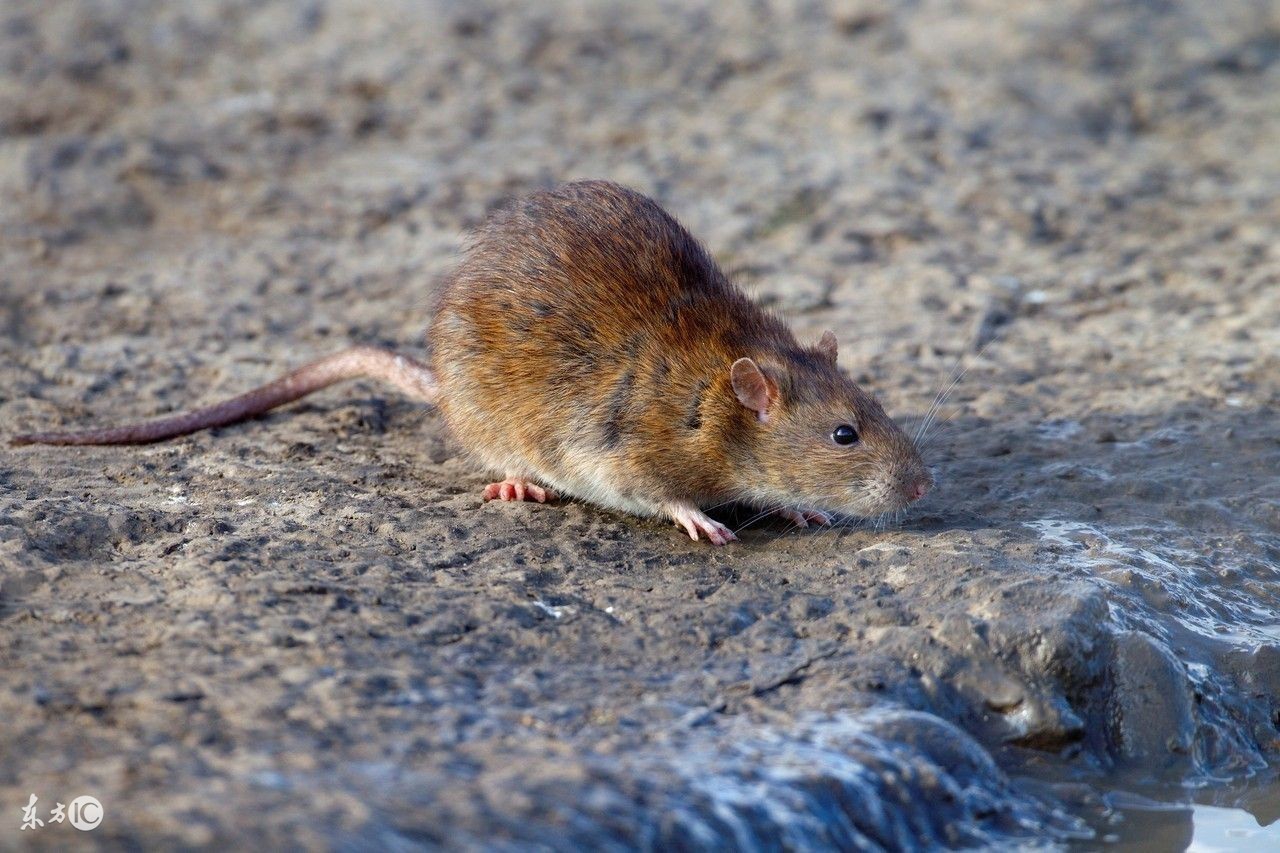 72年属鼠女2022年运势,属鼠2022年虎年运势运程