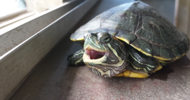 龟龟感冒和肺炎怎么治疗,龟龟得了白眼病存活几率多大