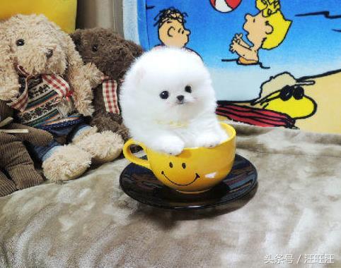 50天的小狗得了细小治愈成功率,宠物狗病毒的防治