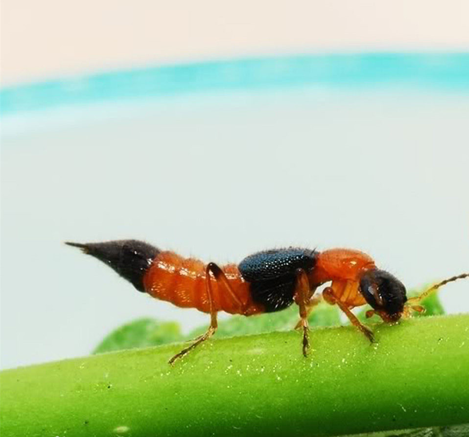 夏天咬人毒虫有哪些,被毒虫咬一般什么虫子