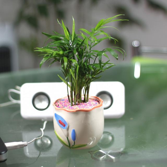 装修好的房子种什么植物能去甲醛,24小时去甲醛有害气体的植物