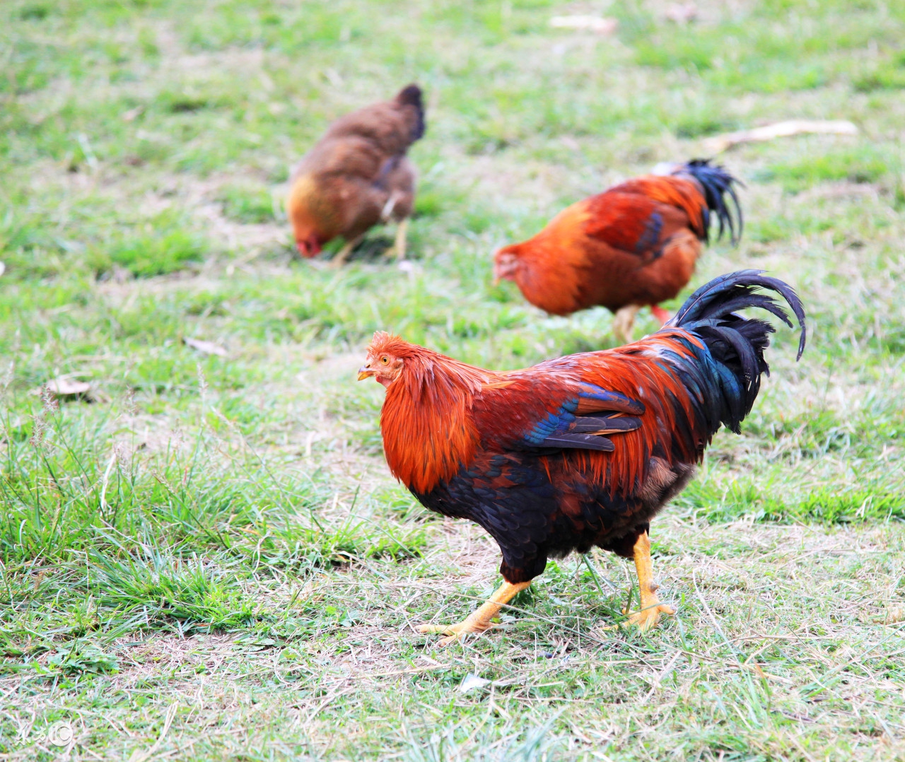 69年的属鸡男找93年的属鸡女,93年属鸡要30岁以后才过得好