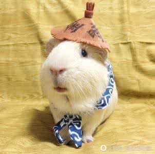 天竺鼠的饲养注意事项,天竺鼠和仓鼠有什么不一样