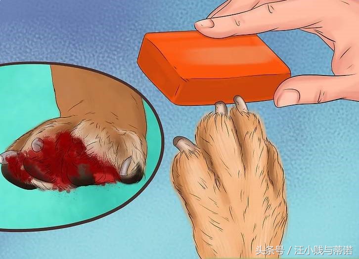 狗狗受伤用什么包扎比较好,狗狗的大伤口如何快速止血