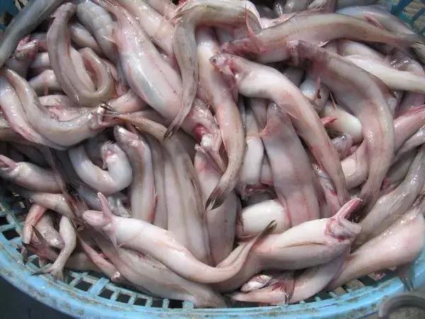 又到吃海蛎子的季节,又到了吃海鲜的季节生蚝