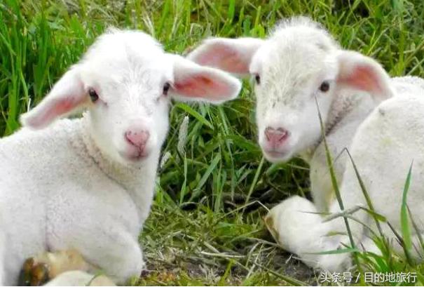 绿荫中的古村落,绿荫村庄图片