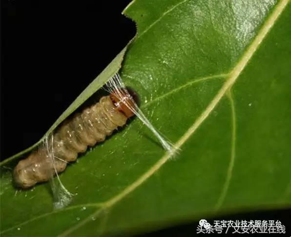 家用杀虫剂喷雾十大品牌,内吸性杀虫剂十大排行