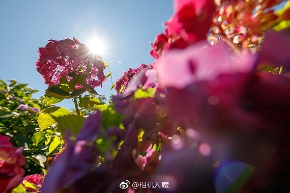 佳能eos6d2,佳能6d290d