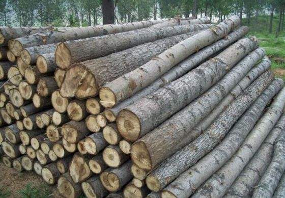 松木指接板做家具的优缺点,松木与柏木家具的优缺点