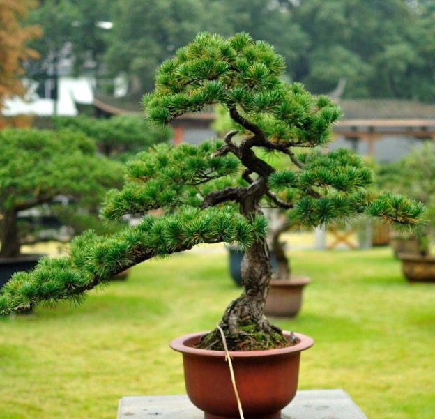 高山流水式松树盆景,亭亭山上松瑟瑟谷中风对比