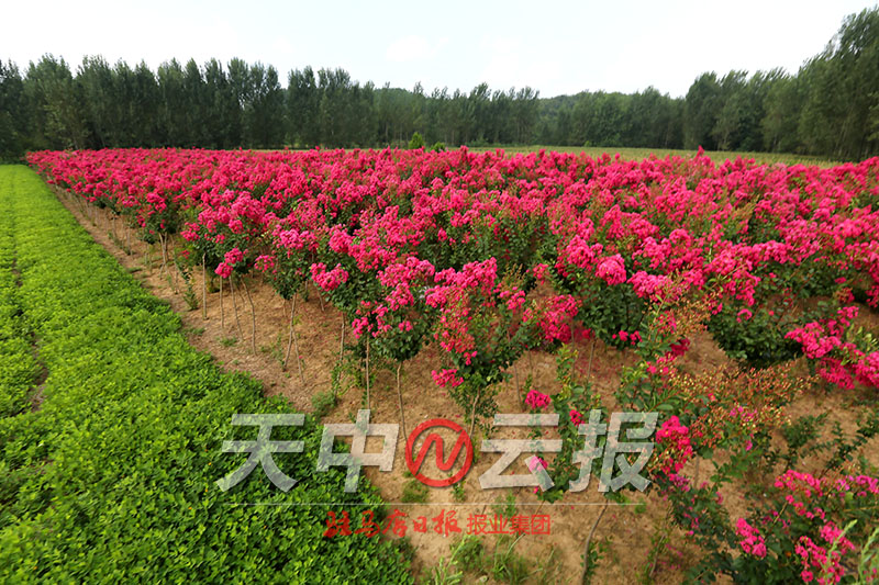 紫薇花开满庭院图片,紫薇花在盛开下一句