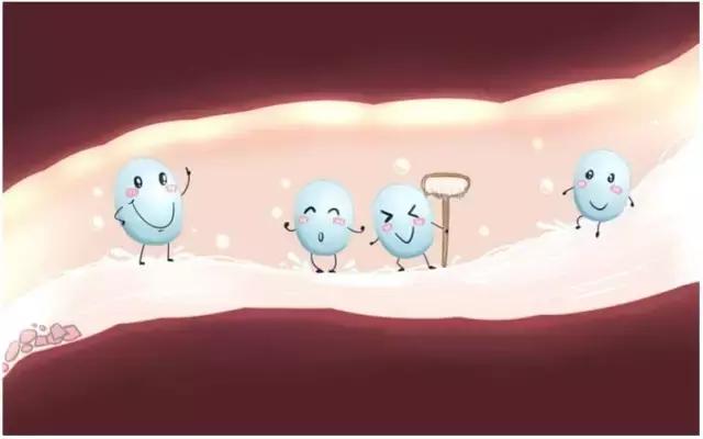 澳洲益生菌对肠道有治疗作用吗,成人肠胃不好益生菌要吃多久