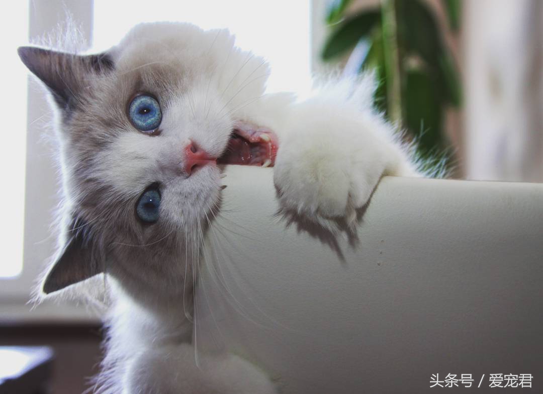 郁闷猫咪,猫咪为什么总爱抓猫抓板