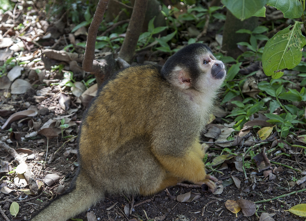 日本除了爱泡澡的温泉猴，还有这群爱翻女生包包的“扒手猴”