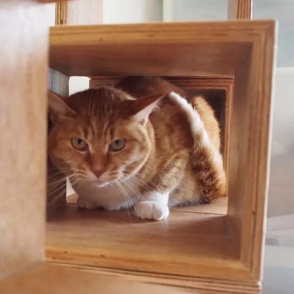 上海嘉定哪里有免费领养狗,瑶海区附近最近的宠物领养