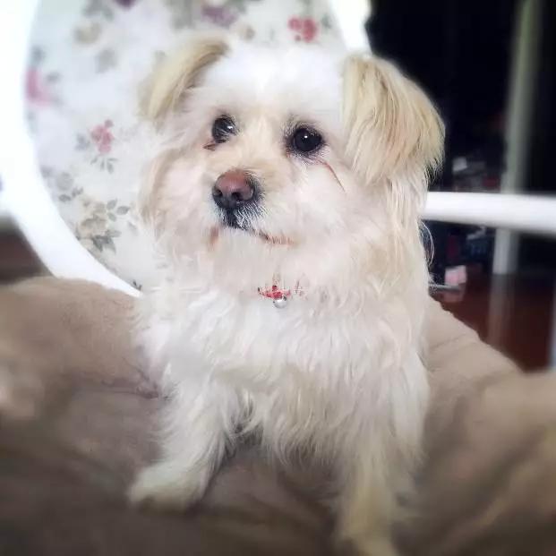 2022上海宠物领养中心官网,上海宠物领养日申请领养概率