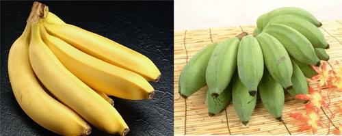 园林芭蕉视频,芭蕉跟香蕉的区别图片