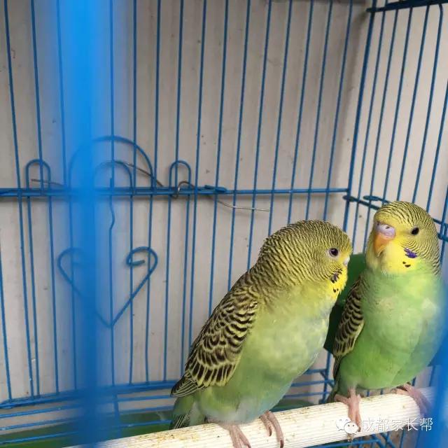 成都温江公益幼儿园,成都比较好的公立幼儿园