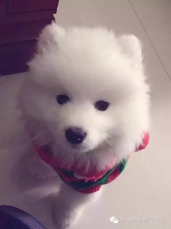 一只特立独行的萨摩,一只呆萌的哈巴狗
