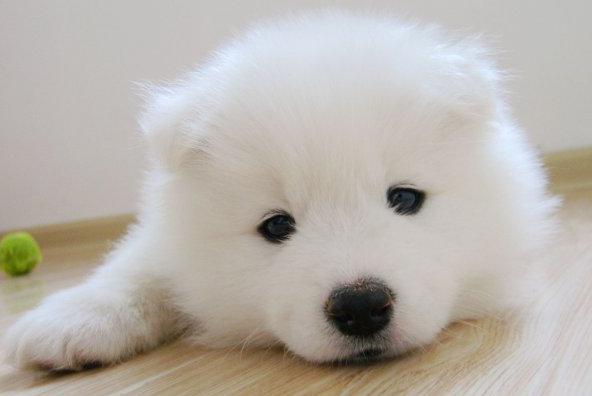 动漫中的可爱狗狗,盘点萌化的狗狗