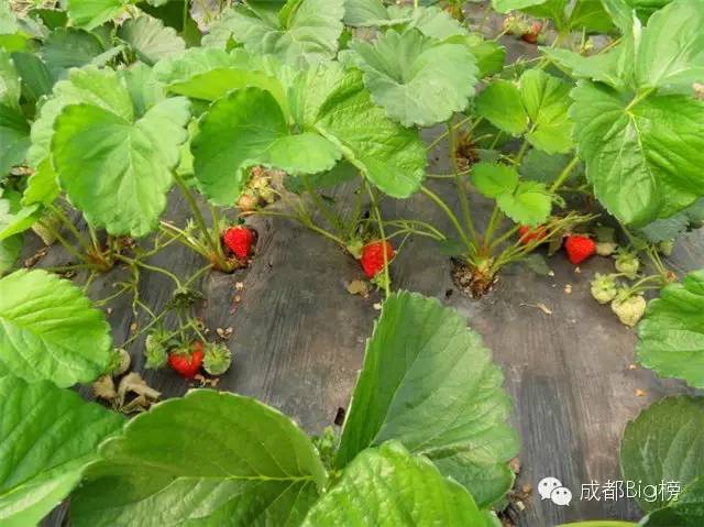 一个用味道留住你的草莓采摘园,52个新鲜草莓