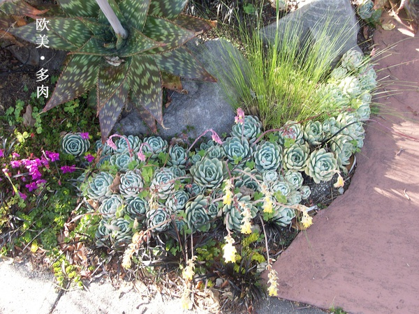 多肉张狂起来,狂野型多肉