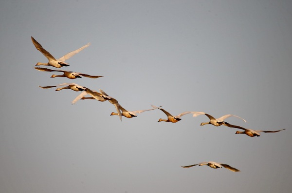 白石水库看天鹅最佳位置导航,白石水库看天鹅2020