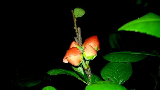 努比亚z9mini体验评测,努比亚z9测评